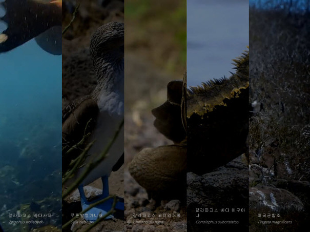 구글 스트리트 뷰 갈라파고스 제도를 파노라마로 볼수 있다