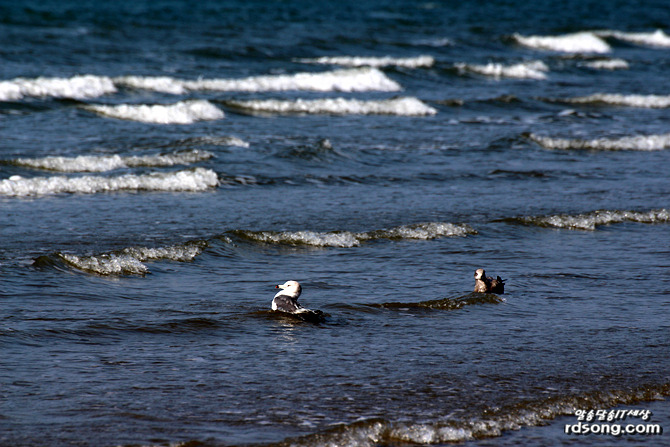 태안 청포대 해수욕장, 해변을 거닐어 보다 [여행 드라이브]
