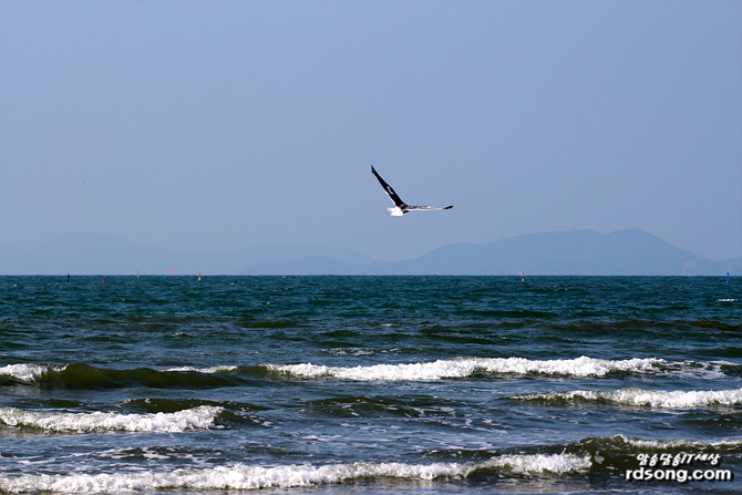 태안 청포대 해수욕장, 해변을 거닐어 보다 [여행 드라이브]