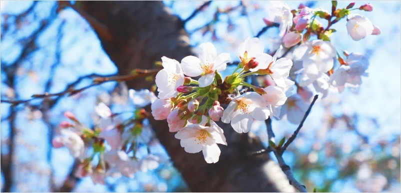 올해 벚꽃 개화시기 2026년 총정리