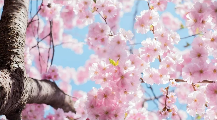 올해 벚꽃 개화시기 2026년 총정리