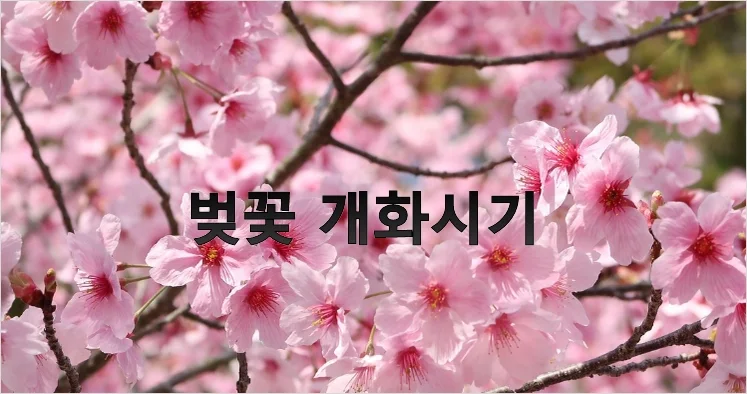 올해 벚꽃 개화시기 2026년 총정리